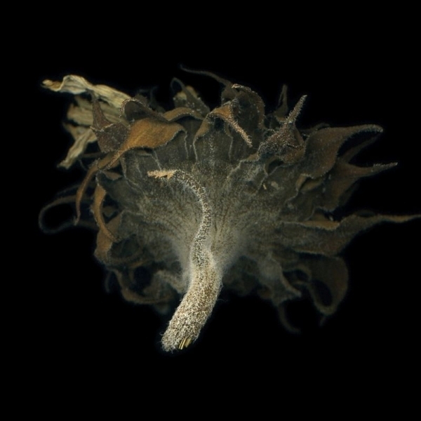 4a