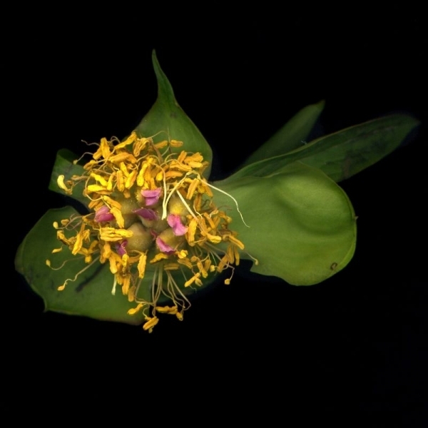 6a