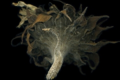 4a