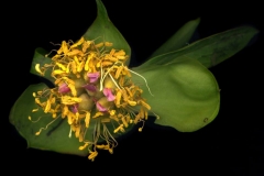 6a