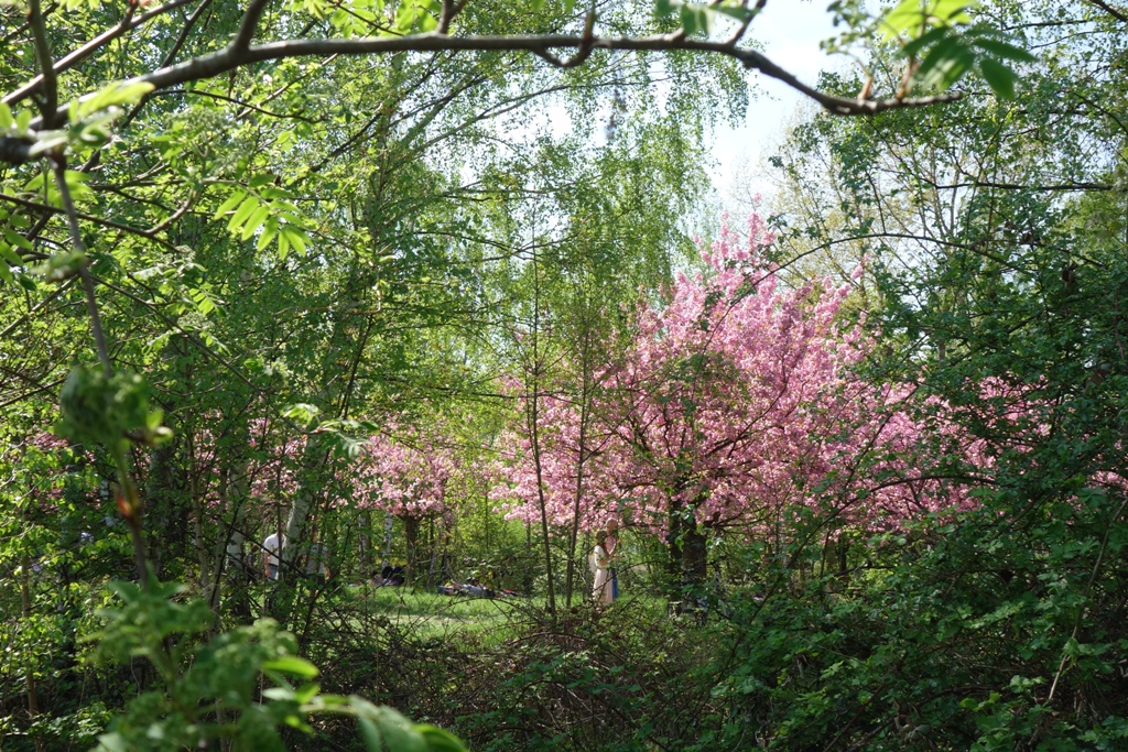 berliner_pflanzen_6