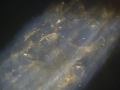 Pia_Heuer_Geheimnis_1