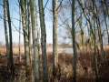 Grenze_Wald